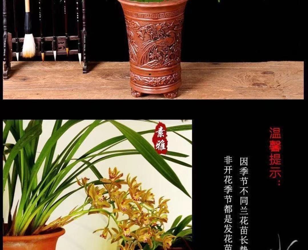 苗墨兰建兰企黑兰花浓香型阳台办公室植物四季花卉批发凤凰来仪6苗