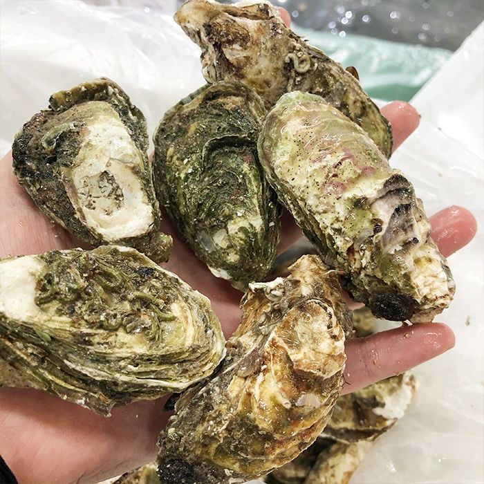新鲜现捕生蚝鲜活高品质带壳海蛎子特大牡蛎贝壳即食海鲜 5斤装 l
