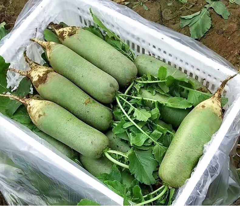 恬女神天津沙窝萝卜优选水果青萝卜生吃新鲜现挖甜脆5斤