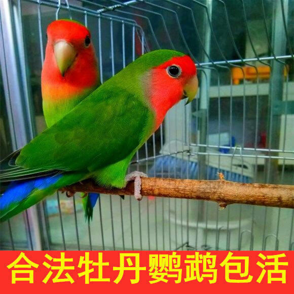 鸚鵡寵物鳥活物黃桃牡丹鸚鵡活鳥手養人鸚鵡小鳥觀賞幼鳥糧 白雲斑(易