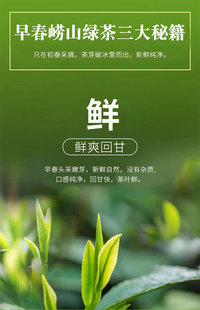 【现货直发】崂陈 2020新茶上市青岛特产崂山绿茶特级茶叶明前春茶100