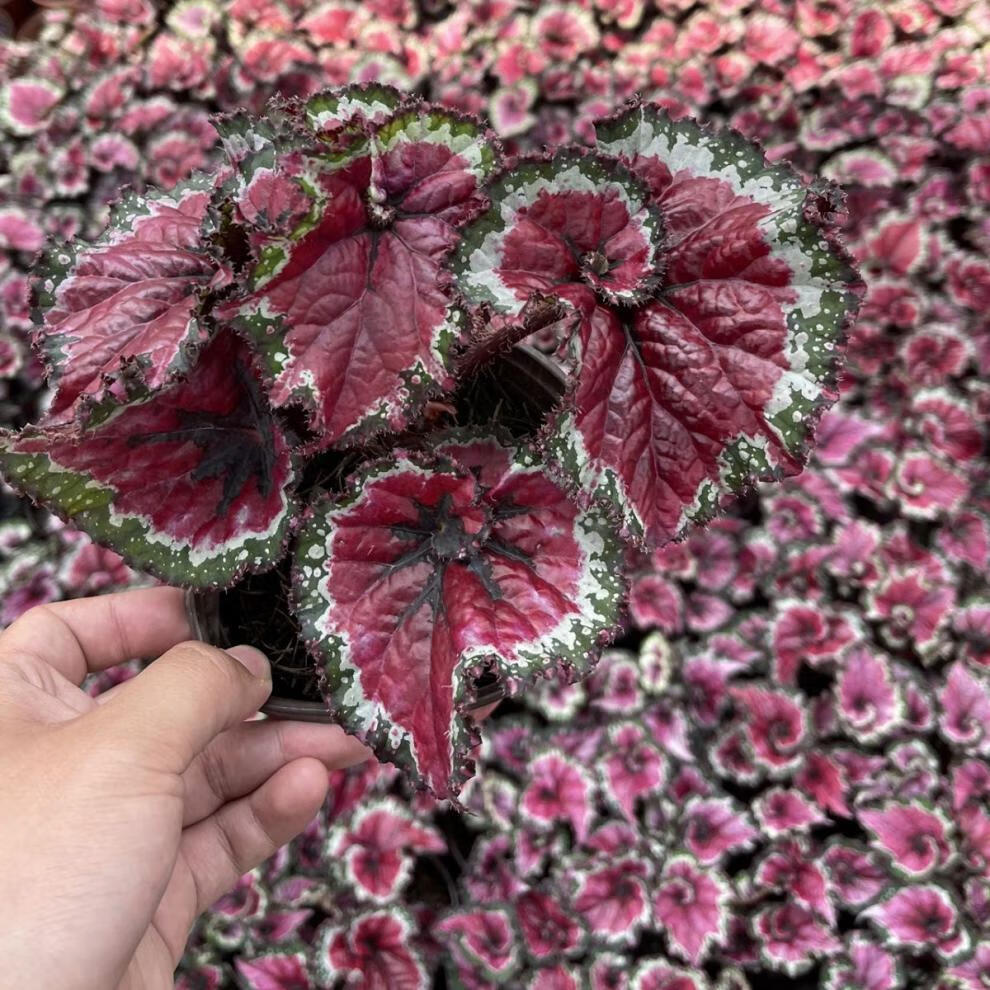 秋海棠 彩叶蟆叶海棠 雪莹海伦荧光撞色室内网红绿植盆栽 五彩蜗牛12