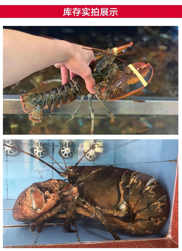 鲜活波士顿龙虾活冻大龙虾冰鲜波龙澳洲龙虾1斤10斤鲜冻445斤肉肥鲜嫩