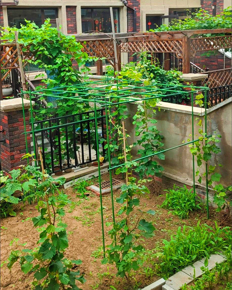 爬藤植物架子花架园艺支架包塑钢管支撑杆葡萄豆角番茄庭院支撑杆万能