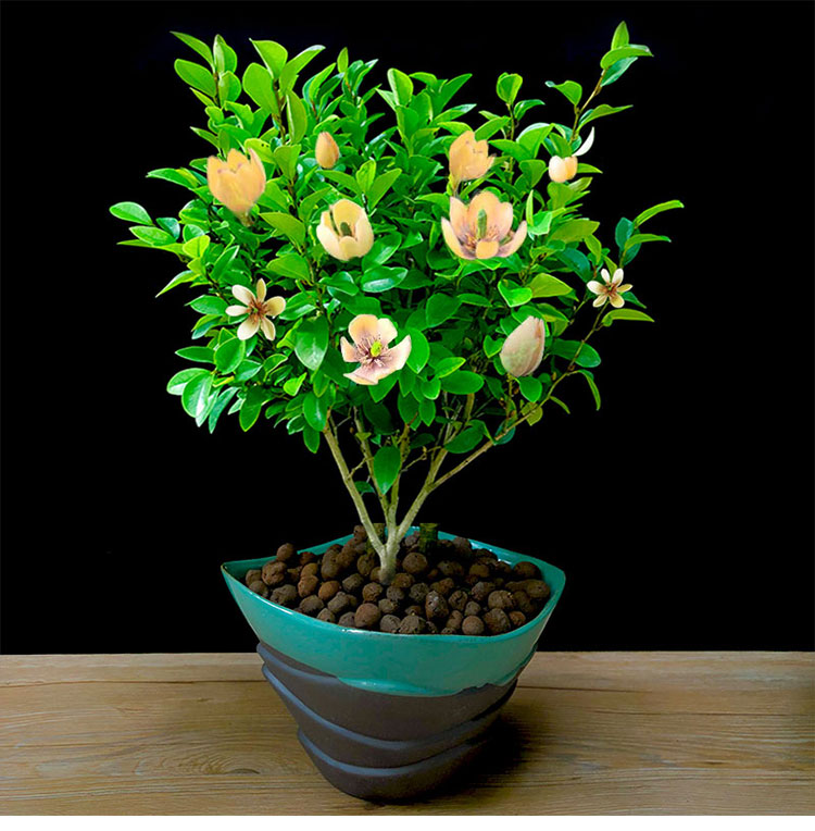 含笑花苗盆栽浓香型四季常青花卉植物庭院阳台当年开花耐寒绿植冬含笑