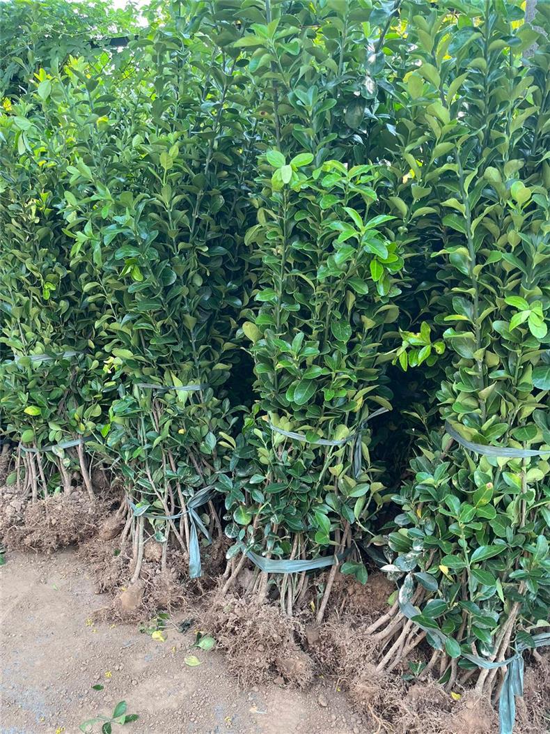 苗室外树苗木万年青庭院篱笆树苗大叶黄杨树苗围墙植物耐寒苗木 冬青