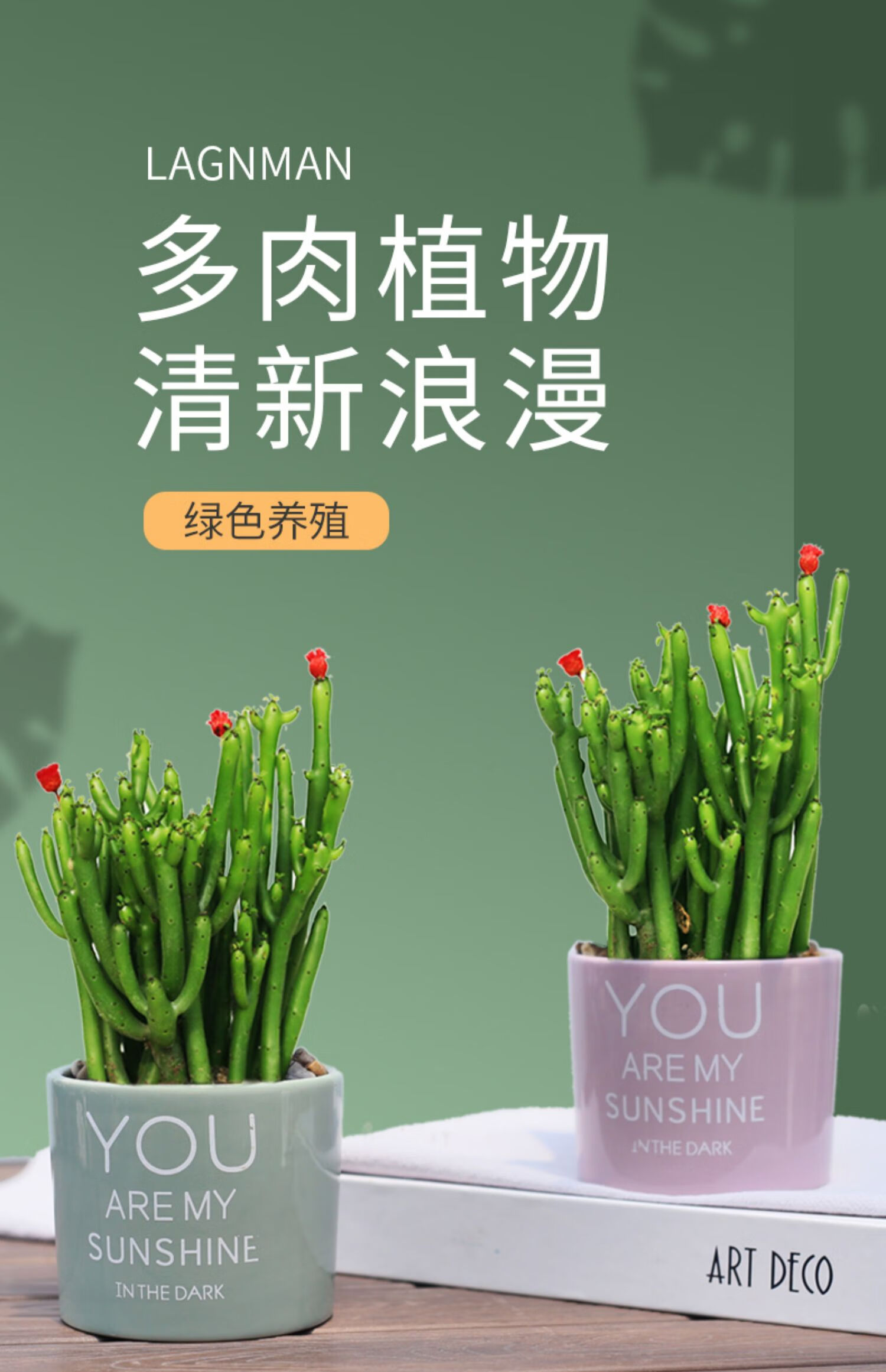 珊瑚树 小号钻石马卡龙绿瓷盆膨珊瑚 带盆栽好【图片 价格 品牌 报价