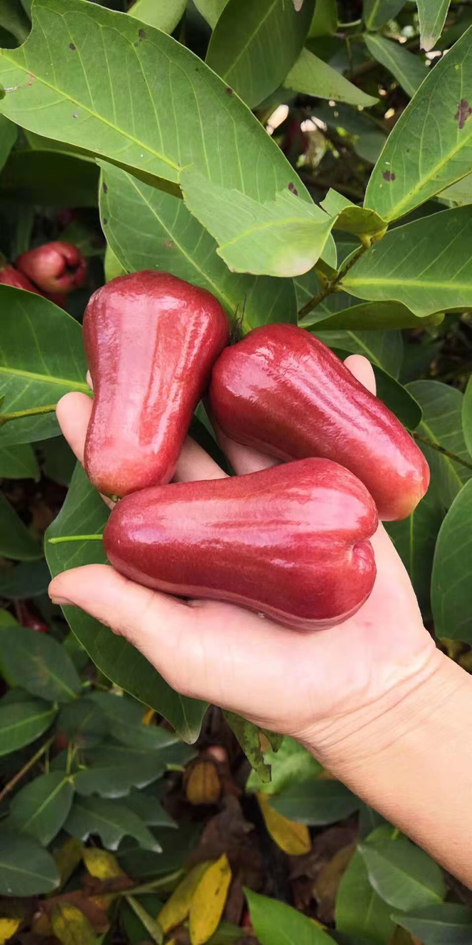 海南三亚巧克力黑金刚莲雾3斤