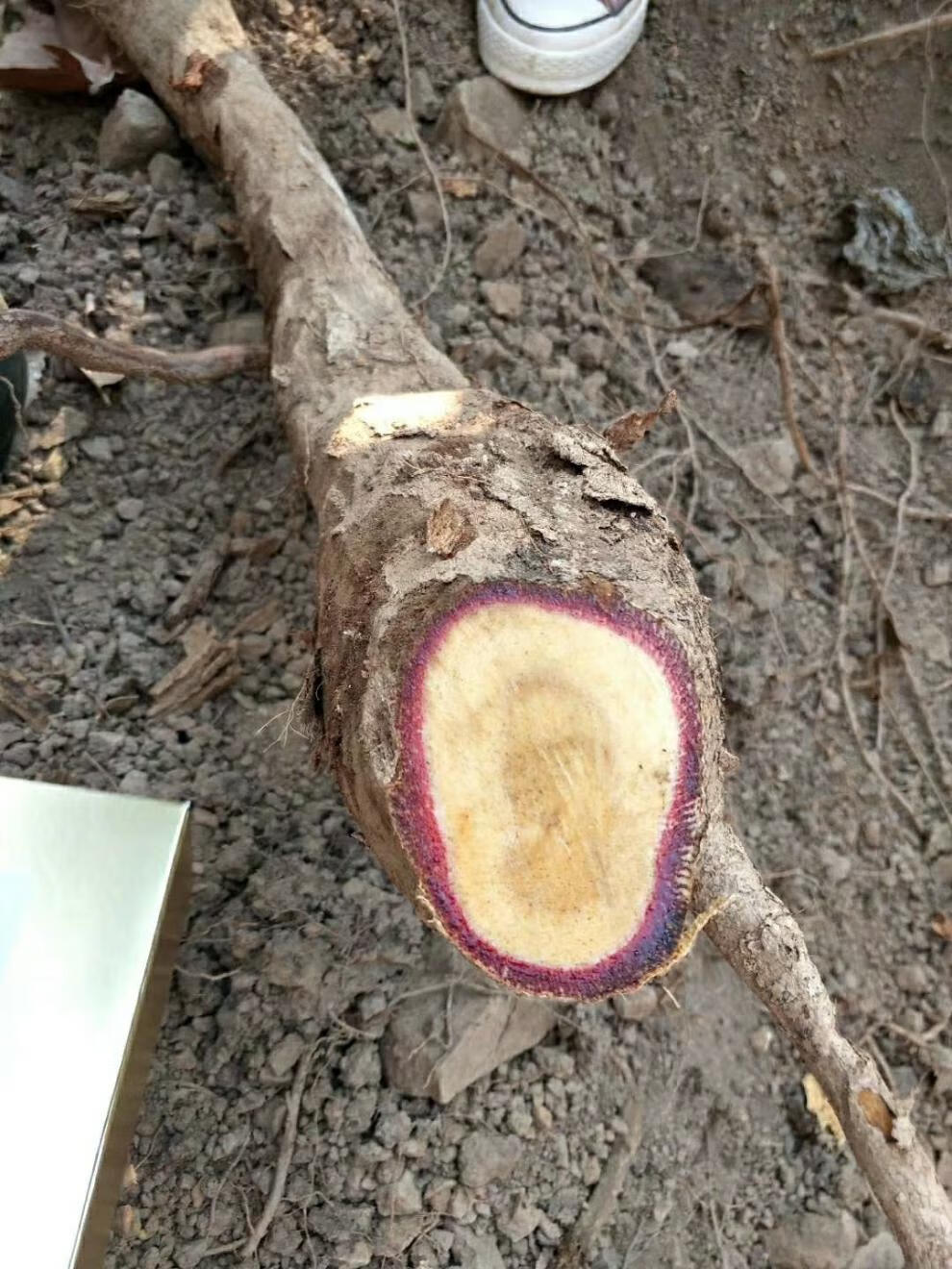 泰国红葛根艳紫铆红高颗天然男性滋补品泡茶泡酒蚁王红葛根片批发250g