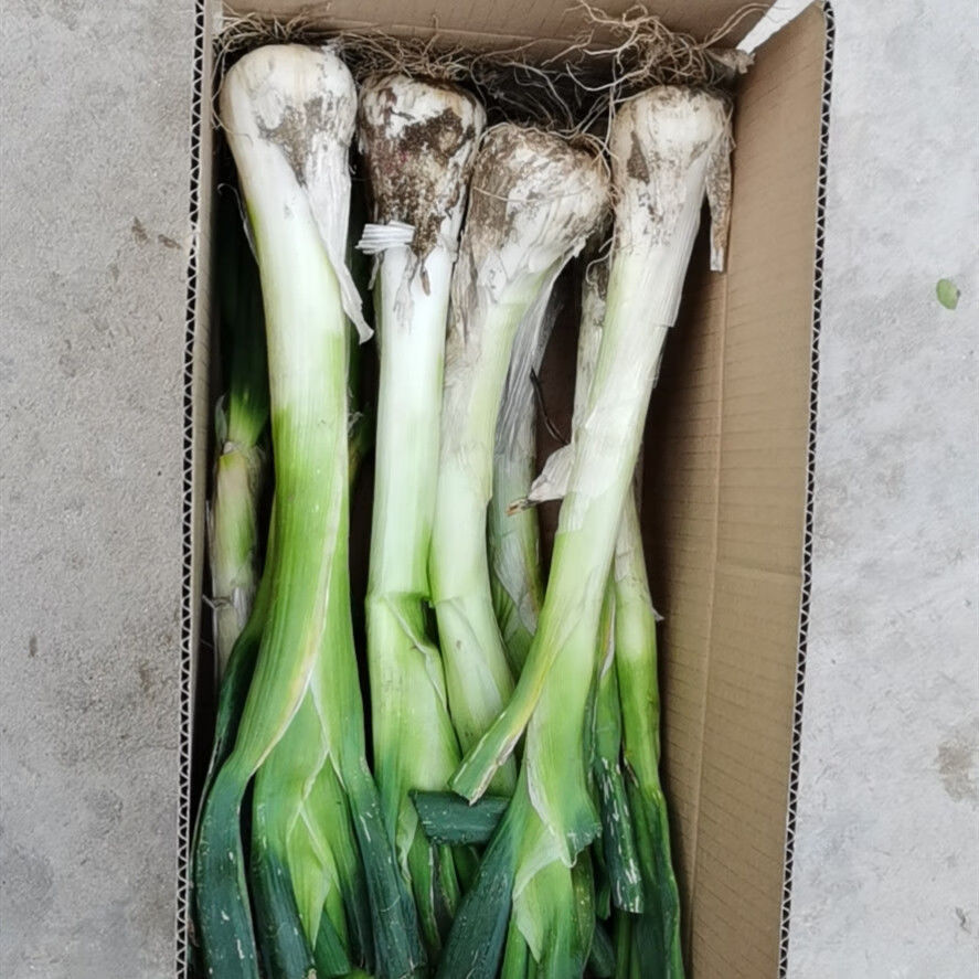 鸡腿葱新鲜大头葱农家自种鸡腿葱蔬菜冬储大葱5斤带叶鸡腿葱5斤带叶