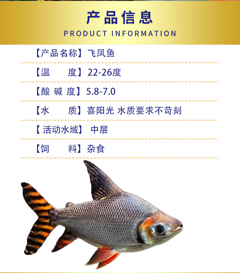 飛鳳魚活魚直紋飛鳳金鳳魚銀鳳魚熱帶觀賞魚龍魚配