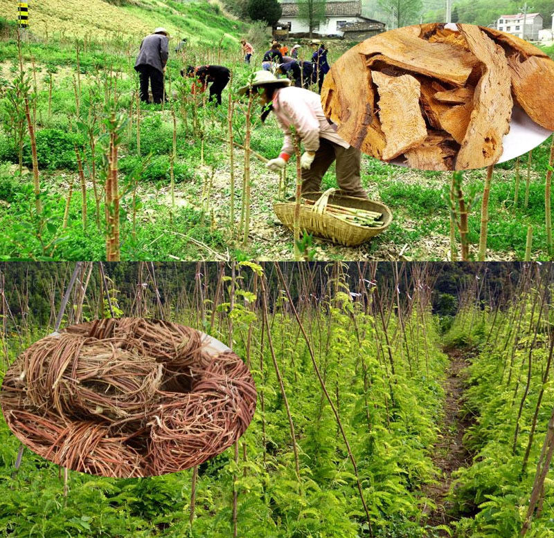 伟博中药材小三阳大三阳转阴谷丙转氨酶胆红素乙阴中草药10包10天量