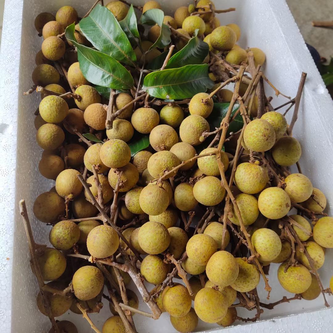 广东茂名龙眼新鲜 现摘龙眼孕妇水果 当季新鲜水果 龙眼【带枝发货