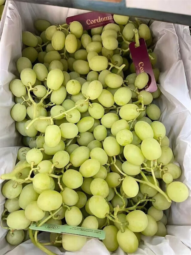 澳洲进口甜地球秋天酥青提无籽葡萄脆甜多汁新鲜孕妇水果 5斤【图片