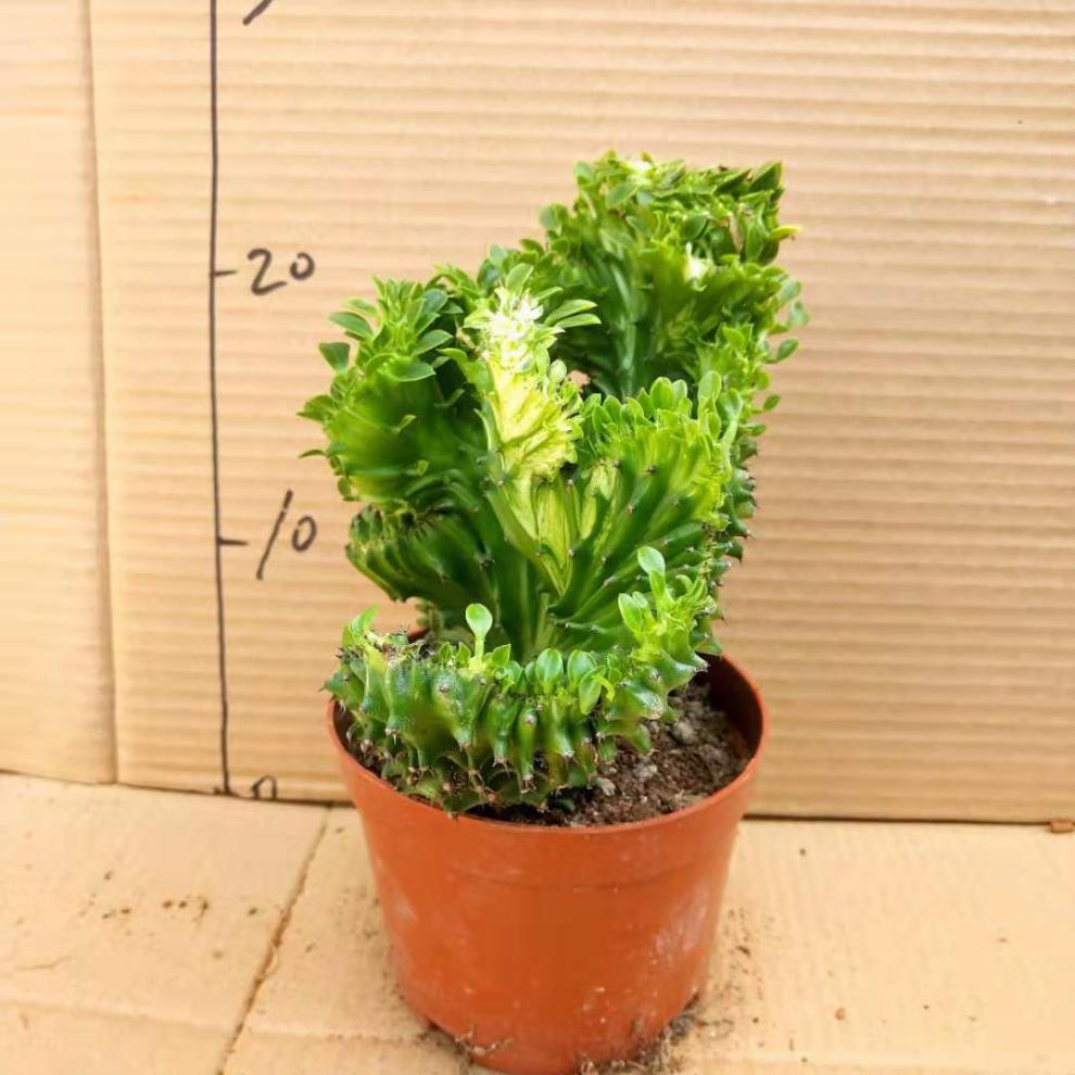 金麒麟 彩黑 富贵玉麒麟龙骨 嫁接多肉植物室内镇宅盆栽花卉 麒麟仙耳
