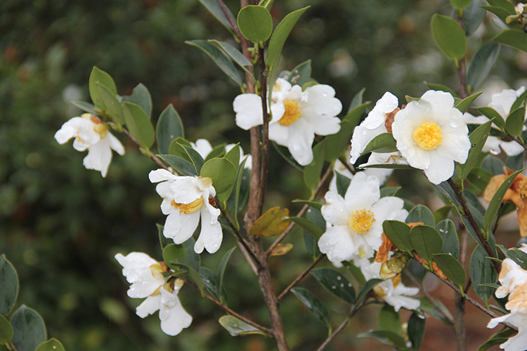500目天然原味茶籽粉洗头茶麸粉洗碗茶子茶枯粉 500g*5包