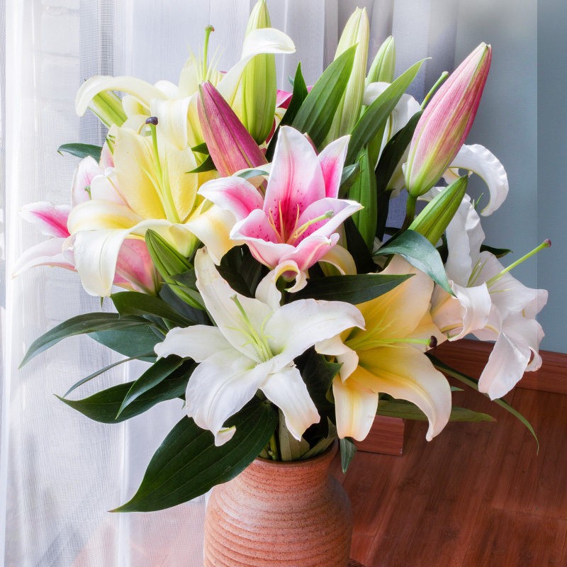 灿田鲜花云南昆明基地直批发每周一花香水百合花束家庭用水养插花全国