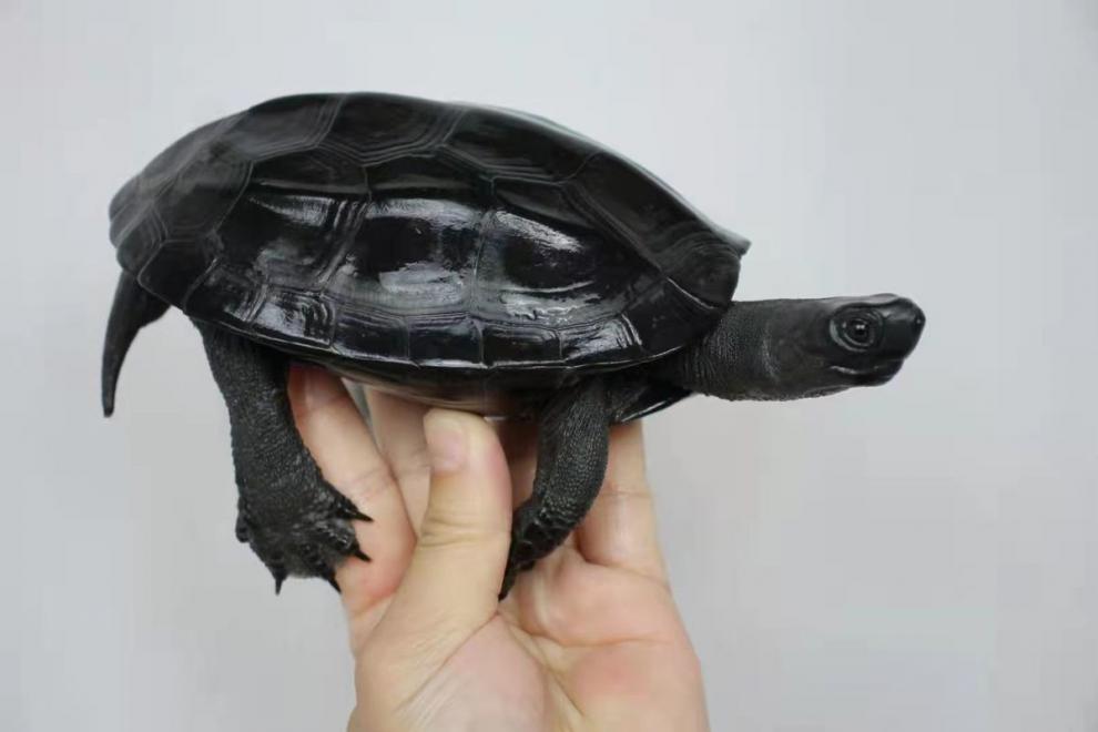 荣郁 全品黑腹墨龟苗全黑活体墨龟成年小乌龟中华草龟墨观赏龟 大老碳