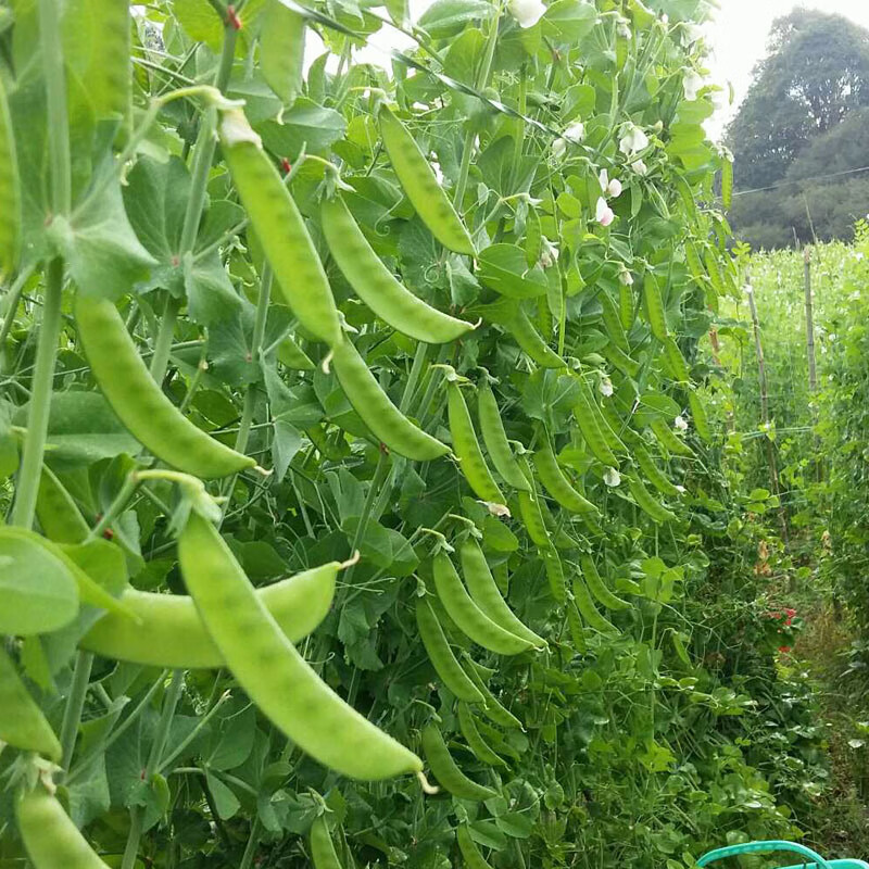 颜集卉大荚荷兰豆种子甜脆早熟高产菜豌豆菜园盆栽甜脆嫩无渣矮茎豌豆