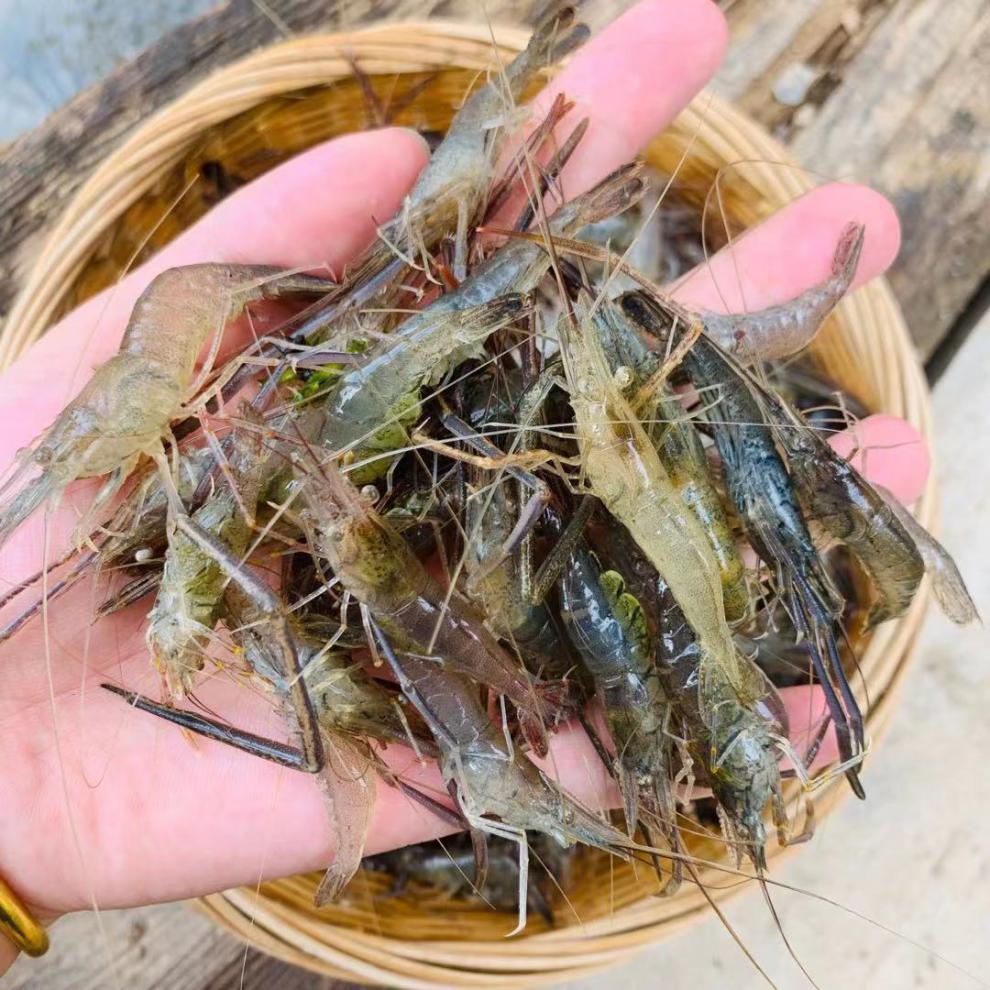 當日捕撈小河蝦淡水新鮮鮮活青蝦水產急凍小草蝦醉蝦批發錦祥橙河蝦34