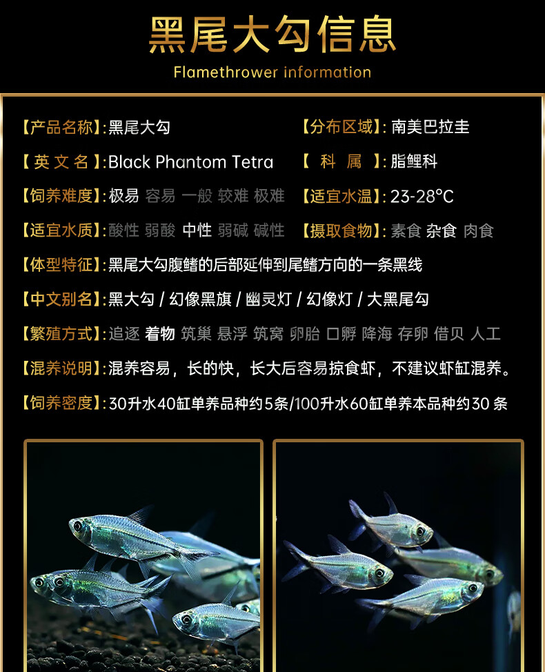 cmcm黑尾大勾鱼群游鱼小型热带观赏鱼淡水鱼大勾扯旗鱼红绿灯鱼斑马鱼