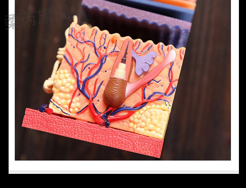 毛囊结构皮肤模型4dmaster人体皮肤模型毛囊结构组拼装模型美容医院