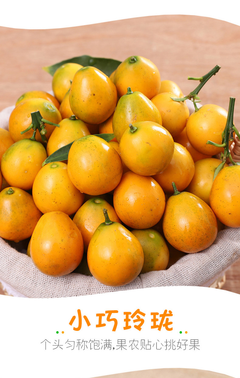 脆皮小金桔水果新鲜广西桔子9斤当季融安滑皮金桔橘子整箱5斤大果
