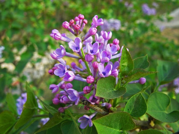 丁香花苗 庭院 盆栽植物 丁香花树苗 四季循环开花 香飘十里 6年苗拍