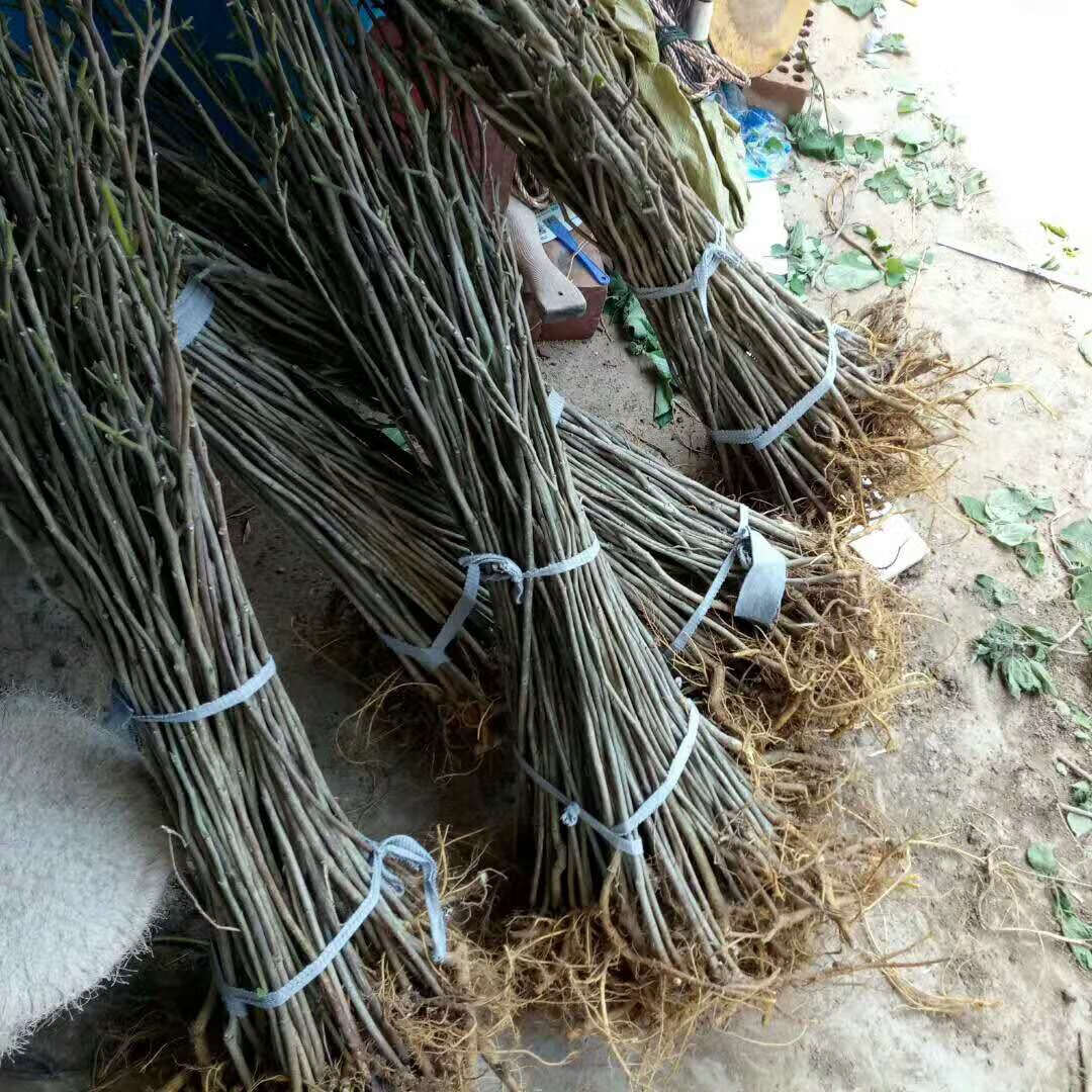 构树小苗构树苗 饲养构树叶南北方种植 防滑树古浆树 10厘米粗 50cm