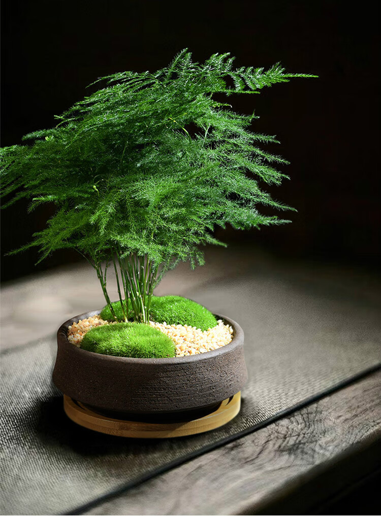 文竹小盆栽室内好养植物云竹盆景四季常青办公室桌面绿植小型盆栽请