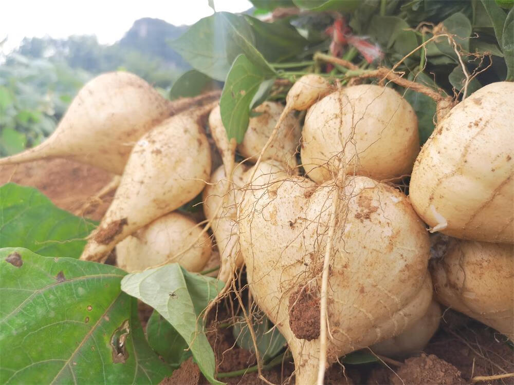 新鲜地萝卜现挖农家贵州安顺凉薯 地瓜土瓜白地瓜蔬菜水果5斤 10斤 5