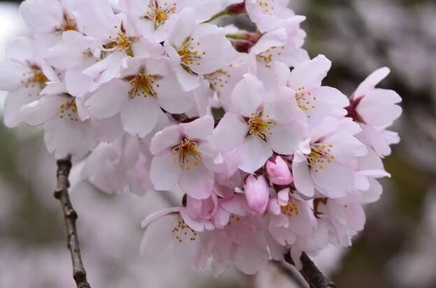 八重紅枝垂櫻樹正宗日本櫻花樹苗早櫻枝垂櫻可陽臺盆栽盆景庭院 江戶