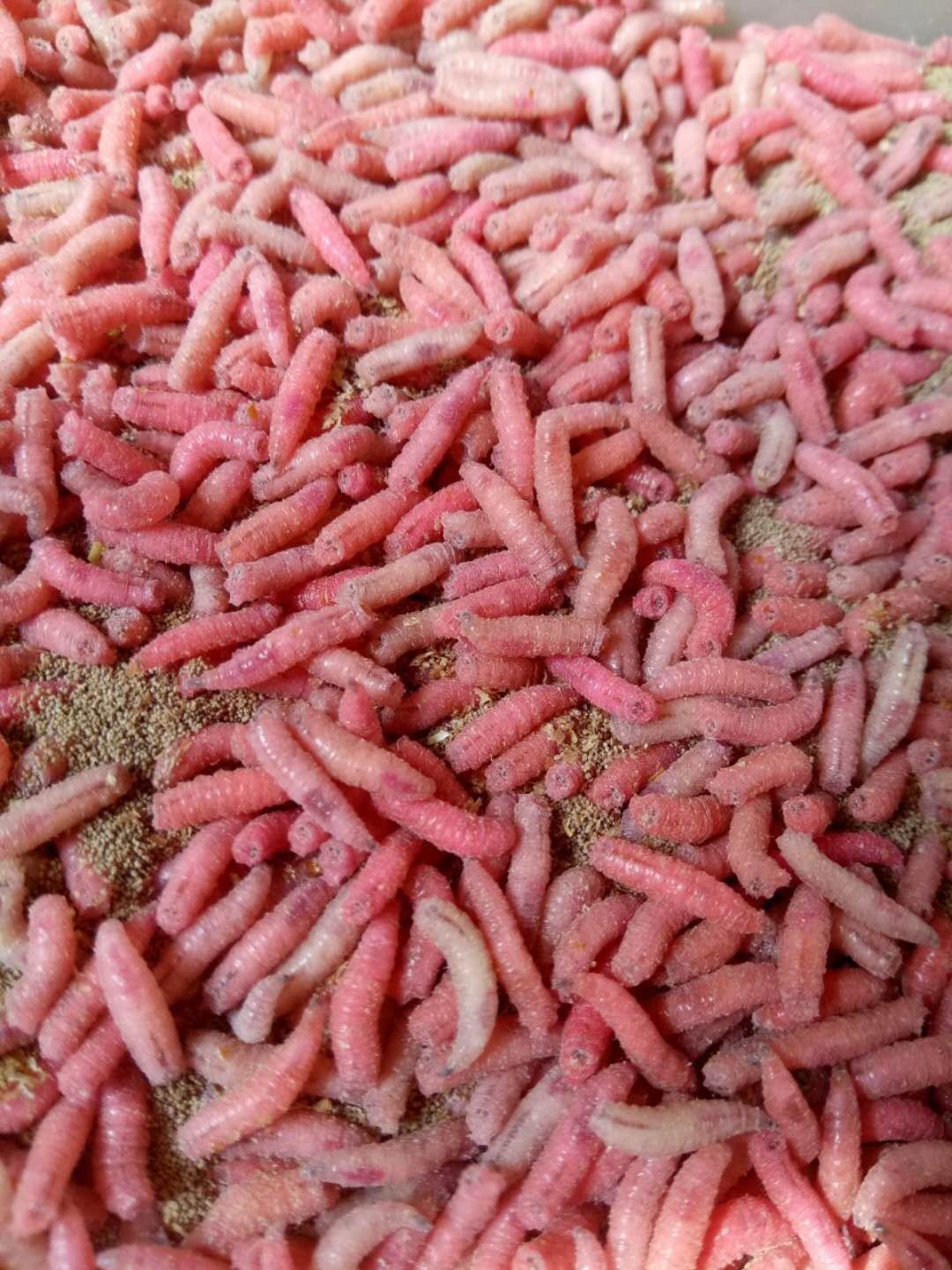 钓鱼活体蛆虫活蛆肉蛆大蛆红色蛆牙子活虫瓶装活饵渔具店货源鱼饵
