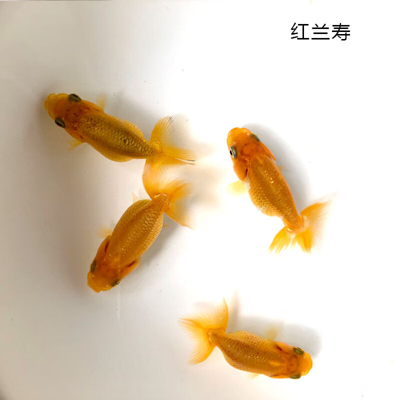 冷水鱼绣球鹤顶红黑龙狮字头三色兰寿珍珠虎头鱼好养练手 黑龙眼7-8cm