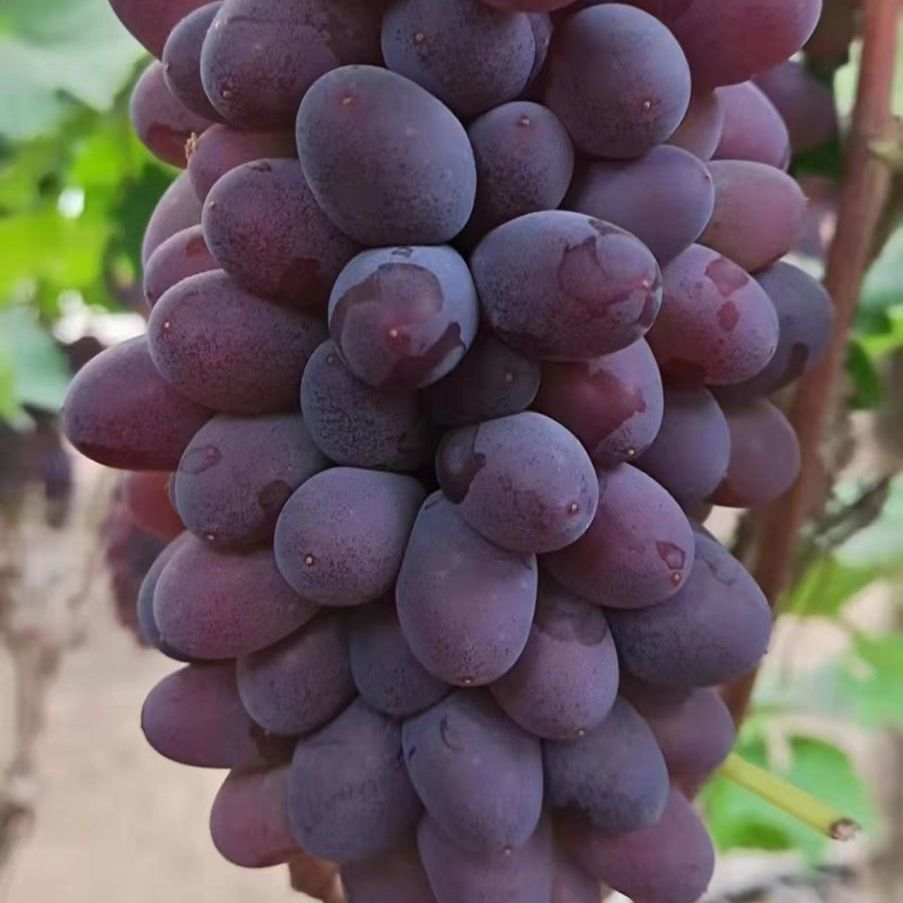 顺丰东北茉莉香葡萄新鲜当季孕妇红葡萄玫瑰香无籽香甜3斤精选果顺丰