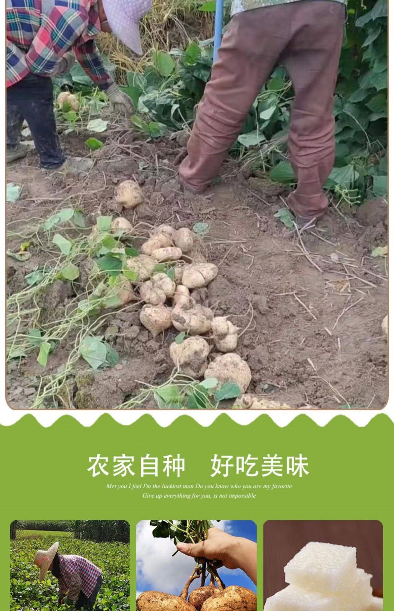 凉薯特产当季现挖凉薯新鲜白地瓜地萝卜贵州农家白心特产水果 5斤 中