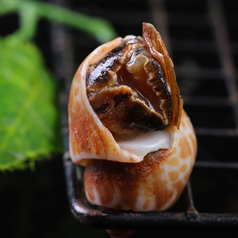 花螺鲜活花罗冷冻新鲜海鲜螺类海螺香螺东风螺贝类大猫眼螺冰冻每斤