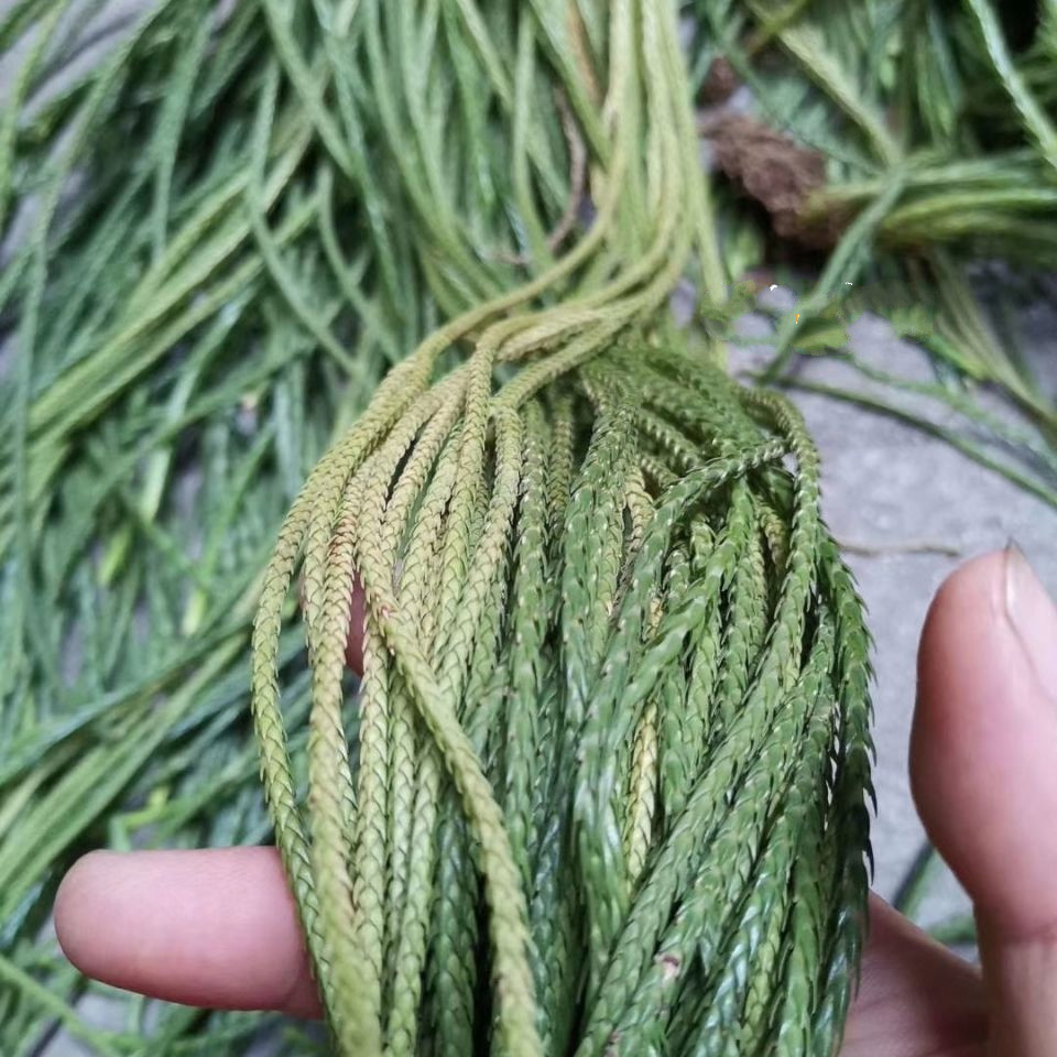 伟博中药材马尾千金草 马尾伸筋草 飞龙伸筋草 中叶鲜货 100克【图片