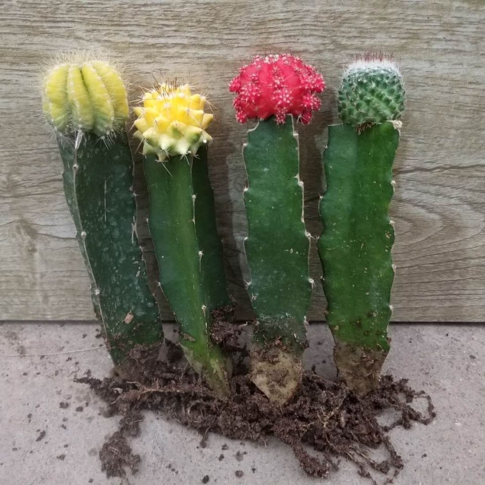 彩色仙人球组合盆栽室内仙人柱嫁接仙人掌多肉植物套装麦桑荷 小红球