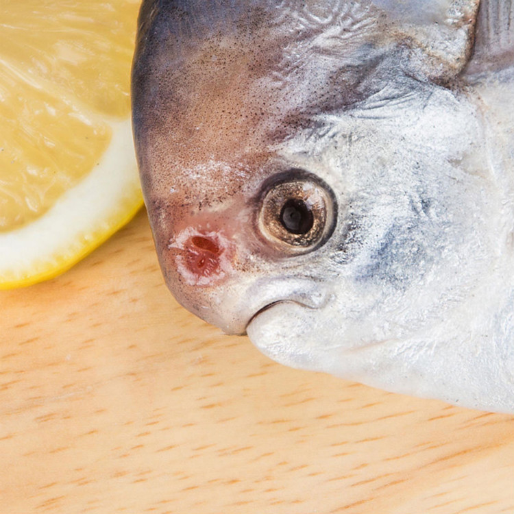 流连湾【1斤1条】东海鲳鱼白鲳鱼银鲳鱼平鱼海鲜活冻扁鲳鱼冷冻发货 1