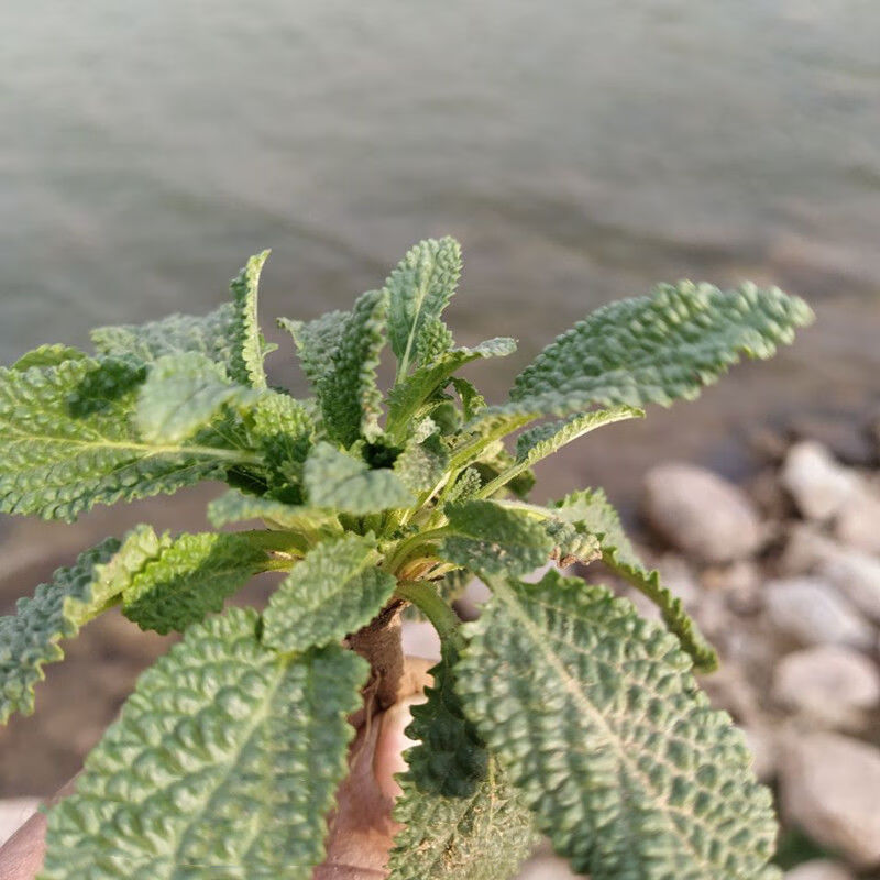 植物蛤蟆皮的药用价值图片