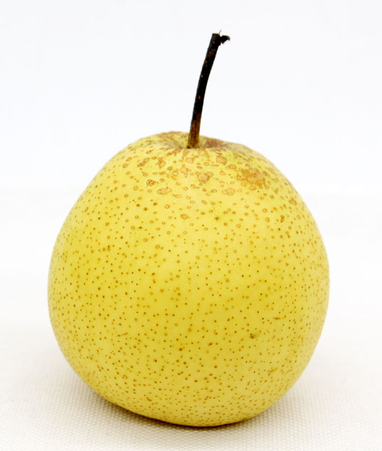 赵州雪花梨10斤装河北赵县特产雪梨新鲜梨子脆甜多汁水果水晶鸭梨 5斤