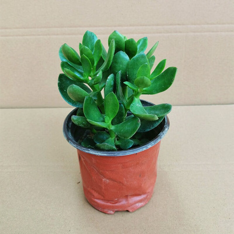多肉植物燕子掌 客厅阳台观叶绿植花卉厚脸皮树 5年苗【玉树】【图片