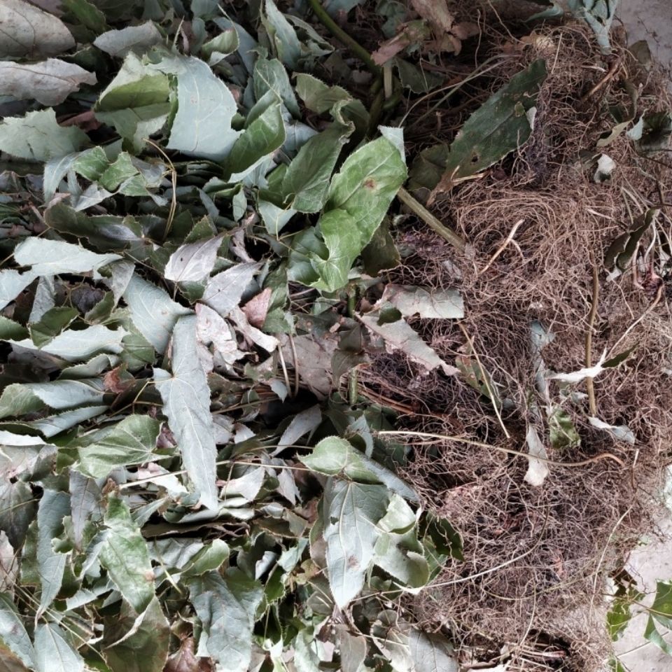 有仁堂 贵州省苗药淫羊藿野牲中草药材仙灵脾全株入药产地直实发 茎叶