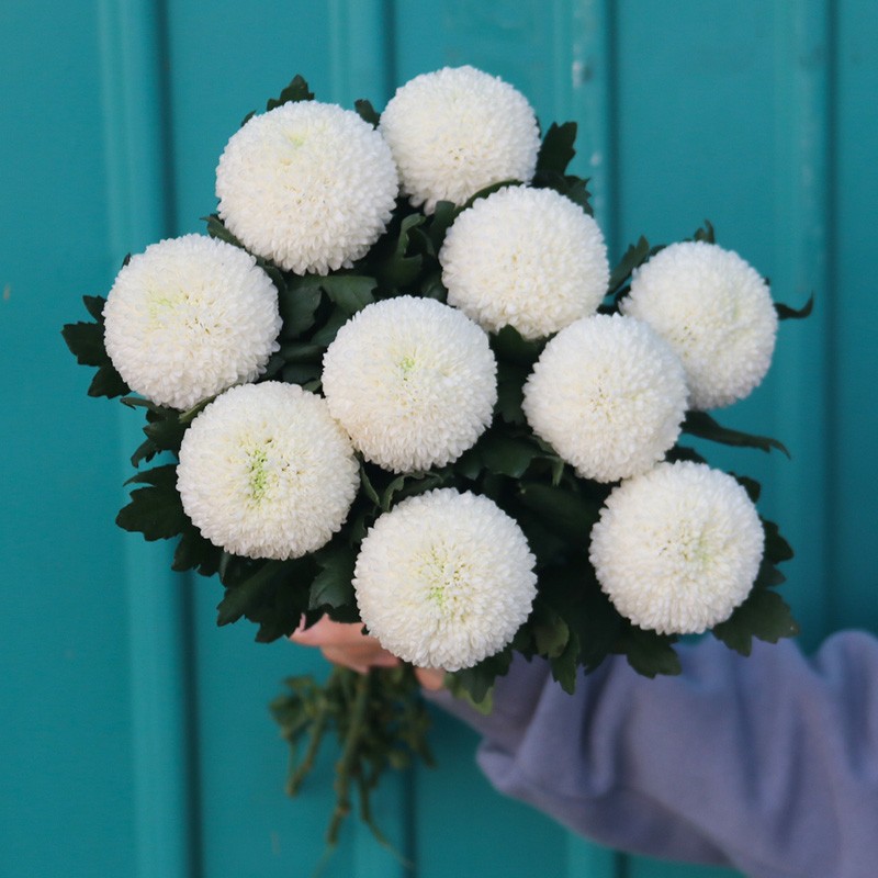呆萌鲜花 云南昆明基地直批发乒乓菊鲜花水养插花速递包邮家用装饰