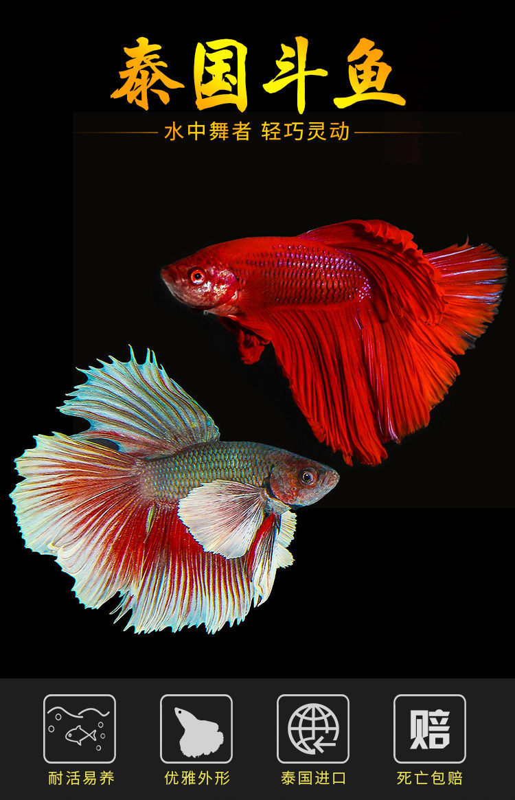 (红色)马尾斗鱼 单品【图片 价格 品牌 报价】-京东