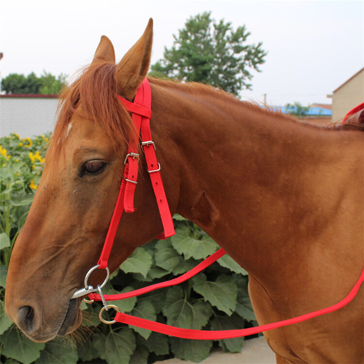 水勒缰绳全套马笼头线板大马水勒缰骑马笼头口衔铁马术调教绳 普通