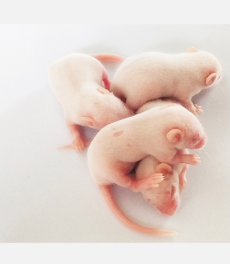 荣郁包活白鼠小实验用小鼠白老鼠繁殖组km昆明鼠乳鼠喂蛇开口活饵食物