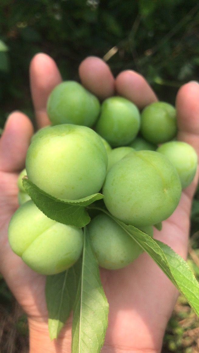 早熟三月李现摘新鲜李子果脆酸李三华李青果珍珠李水果3斤部分苦涩15