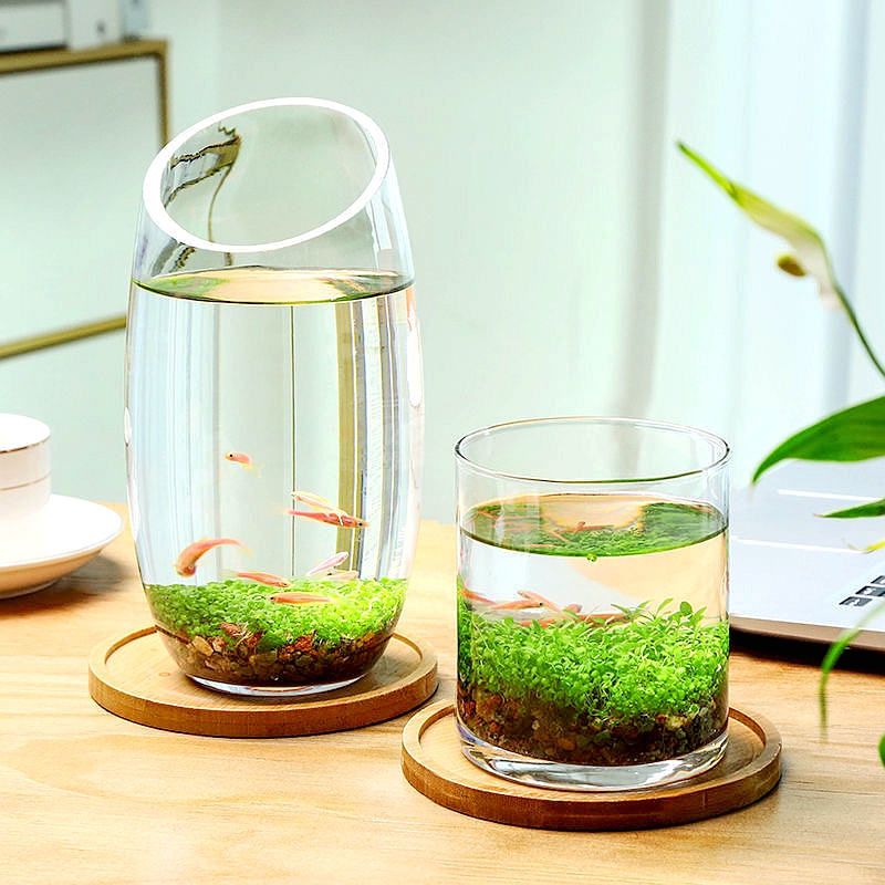 养鱼水草植物微景观生态瓶办公室桌面创意造景迷你鱼缸水族箱 大鹅蛋